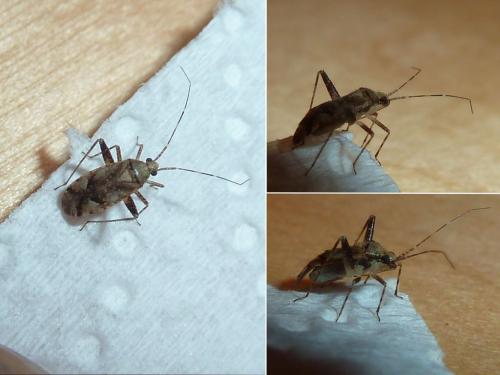 Réf. 185 592 : Phytocoris parvulus